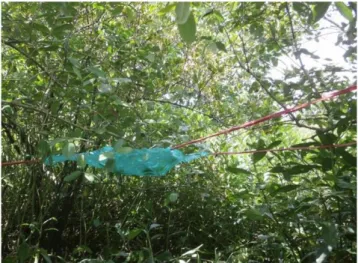Gambar  4.  Contoh  penempatan  transek  pengukuran  vegetasi  mangrove 