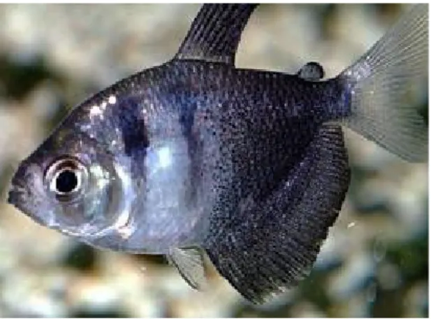 Gambar 5. Indukan Ikan Black Tetra 7. Ikan Cupang