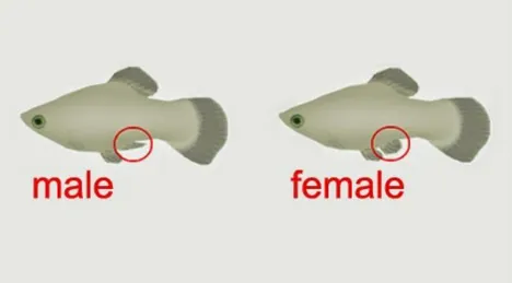 Gambar 8. Perbedaan Jantan dan Betina Ikan Platy