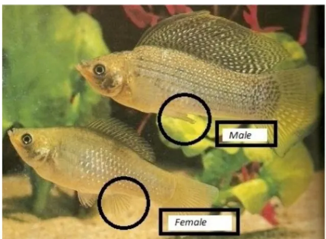 Gambar 1. Perbedaan jantan dan betina ikan Molly