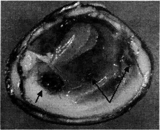 Gambar 3. Krustasea dari jenis Pinnotheres sp berukuran besar dan kecil yang hidup  dalam tubuh kerang kawe, Geloina expansa (Mousson, 1849).