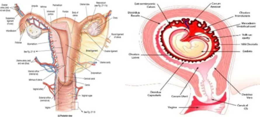 Gambar 2.1 Anatomi uterus dan plasentasi 