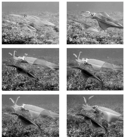Figure  2.  Six-frame  sequence  of  “Male-upturned  mating”  behavior  in  Sepioteuthis  australi