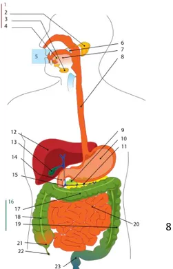 Diagram Sistem Pencernaan  1.  Kelenjar ludah 