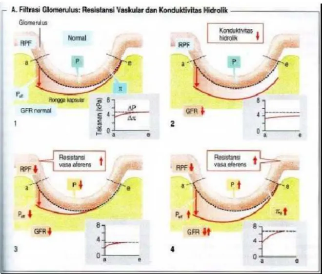 Gambar 2. enampang glomerulus normal dengan mikroskop ca!a"a