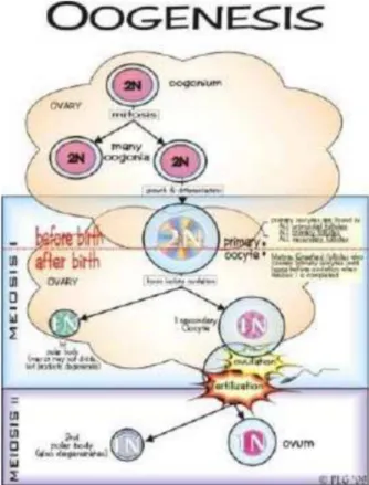 Gambar 3. Proses oogenesis Sumber : www.google.com
