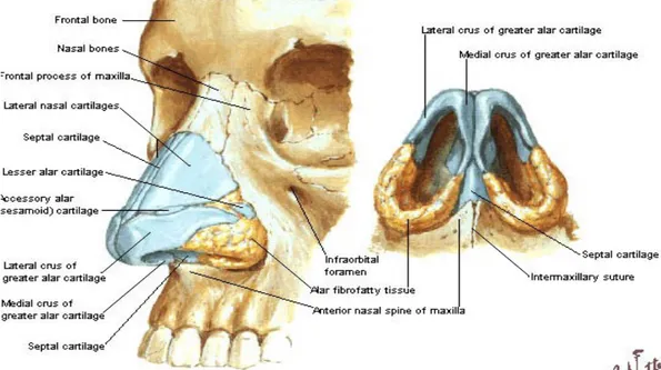 Gambar 3.1 Anatomi Eksternal Hidung