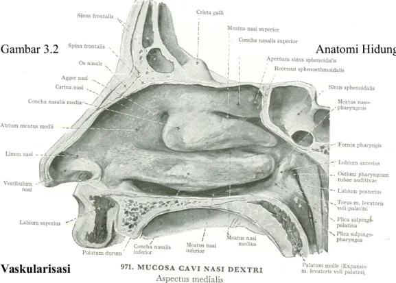 Gambar 3.2 Anatomi Hidung