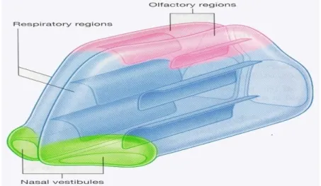 Gambar 3.3. Bagian Rongga Hidung.