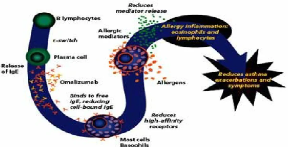 Gambar 3.7 Target-target terapi rhinitis alergika.
