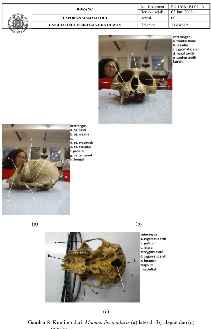 Gambar 8. Kranium dari  Macaca fascicularis (a) lateral; (b)  depan dan (c)  inferior.