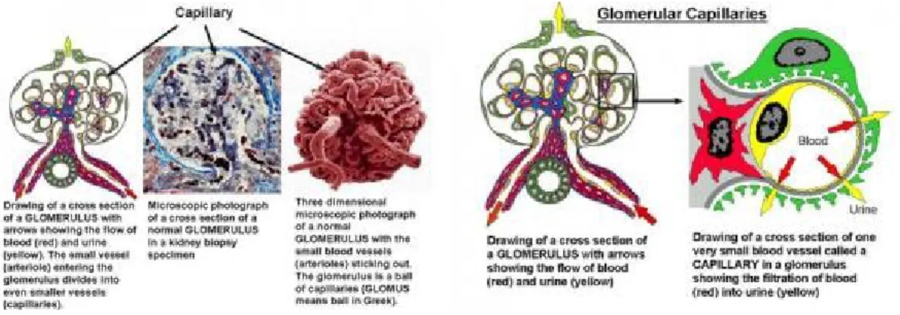 Gambar 4. Kapiler glomerulus normal