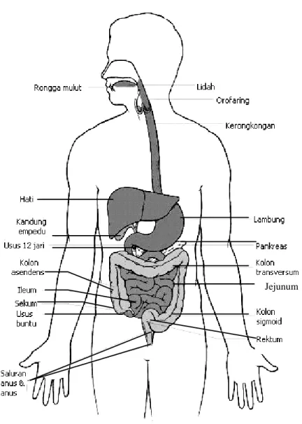 Gambar 1. Sistem Pencernaan Tubuh  Manusia  (Sumber: Syaifuddin, 1997) 