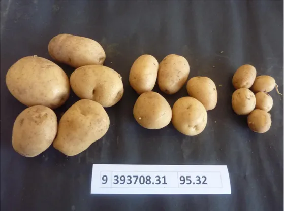 Gambar 1. Salah satu klon kentang yaitu 393708.31 yang terpilih baik dari hasil  penelitian maupun dari evaluasi petani pada saat periode 