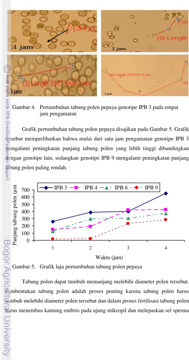 Grafik pertumbuhan tabung polen pepaya disajikan pada Gambar 5. Grafik  tersebut  memperlihatkan  bahwa  mulai  dari  satu  jam  pengamatan  genotipe  IPB  3   mengalami  peningkatan  panjang  tabung  polen  yang  lebih  tinggi  dibandingkan  dengan genoti
