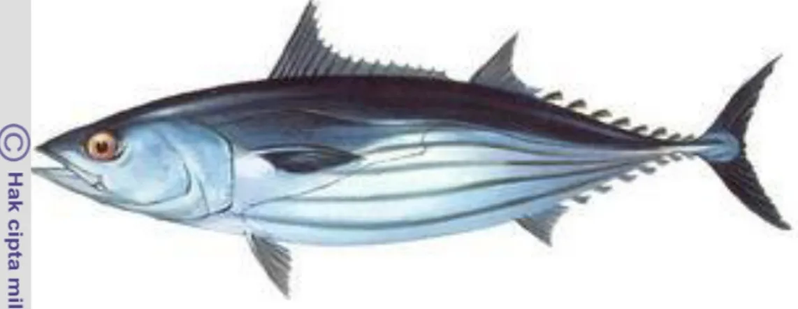 Gambar 2  Ikan cakalang (Katsuwonus pelamis Linnaeus 1758). 