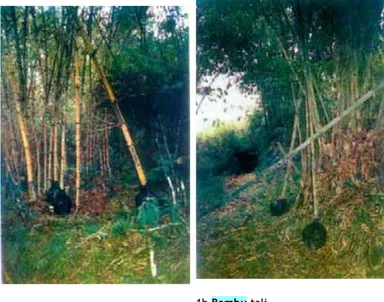 Tabel 10. Penetrasi longitudinal (cm) pada bambu andong dan tali Lama perendaman (hari) Rata-rata penetrasi (cm)