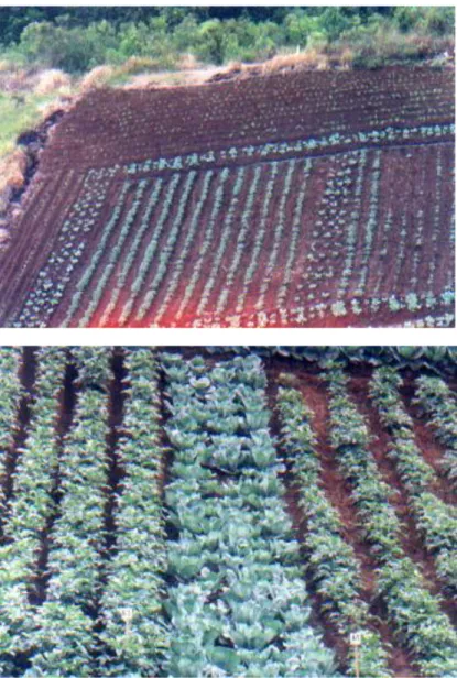 Gambar 2.  Tanaman pinggir/ tepi: jagung dan kubis 