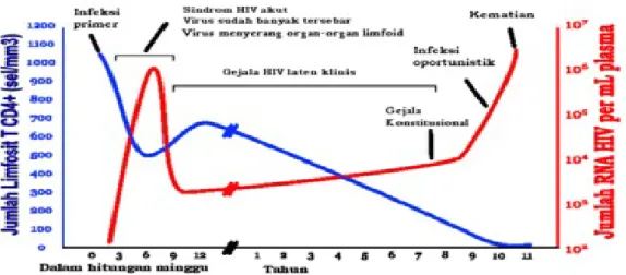 Grafik hubungan antara jumlah HIV dan jumlah CD4 +   pada rata-rata infeksi HIV yang tidak ditangani