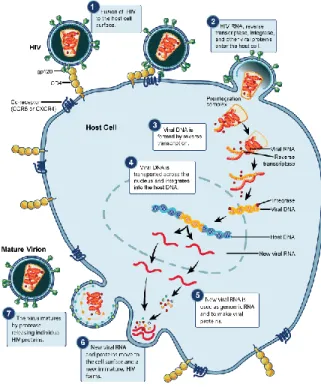 Gambar 5.1 Siklus Replikasi HIV. 10 