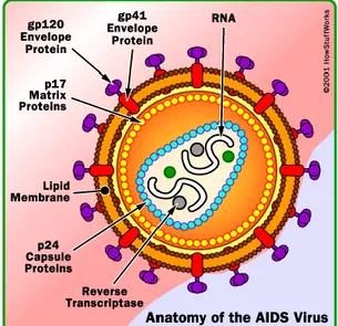 Gambar 4.1 Struktur dasar virus HIV  9 