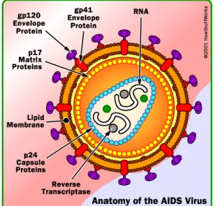 Gambar 4.1 Struktur dasar virus HIV  9 