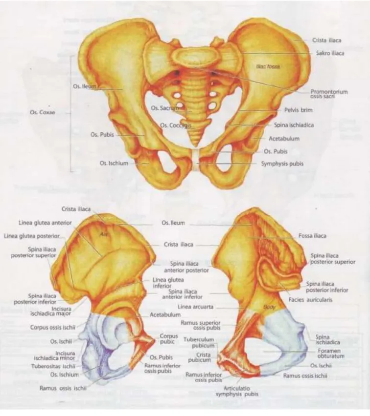 Gambar OS PELVISGambar OS PELVIS