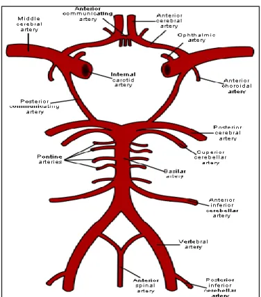 Gambar 1. Sirkulus Arteriosus Willisis  (medscape,2011) 