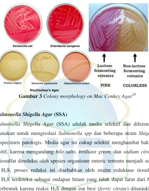 Gambar 3 Colony morphology on Mac Conkey Agar 20
