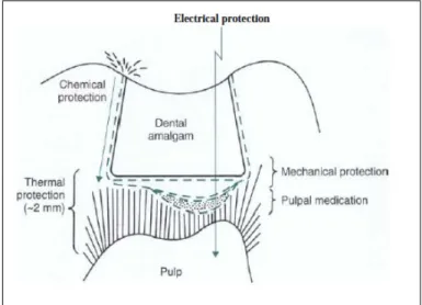 Gambar 1. Fungsi liner dan basis untuk proteksi pulpa (Sturdevant, 2002)