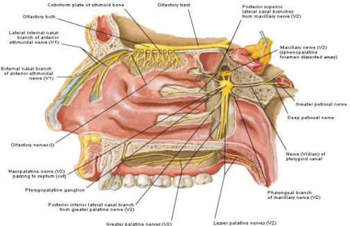 Gambar 2.9 :PersarafanHidung