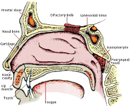 Gambar 2.7 : Anatomi hidung