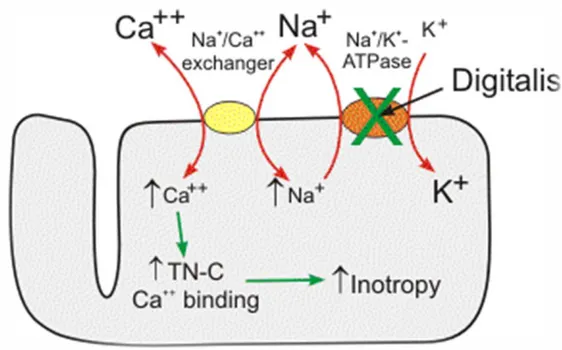 Gambar 1. Mekanisme kerja digoksin 