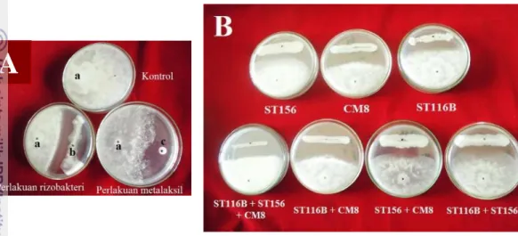 Gambar 1 Pertumbuhan koloni P. capsici (a), rizobakteri ST116B (b) dan paper disc Ø 0.5  cm  yang  telah  direndam  metalaksil  800  ppm  (c)  pada  media  PDA  (A); 