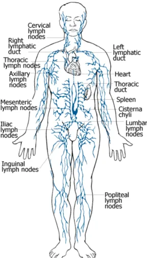 Gambar 2. Anatomi Sistem Limfatik