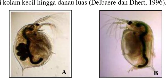 Gambar 2. (A) Dahpnia sp. betina dan (B) Daphnia sp. jantan (Ebert, 2005)  