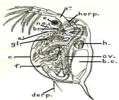 Gambar 3. Morfologi Daphnia sp. (Pangkey, 2009) 