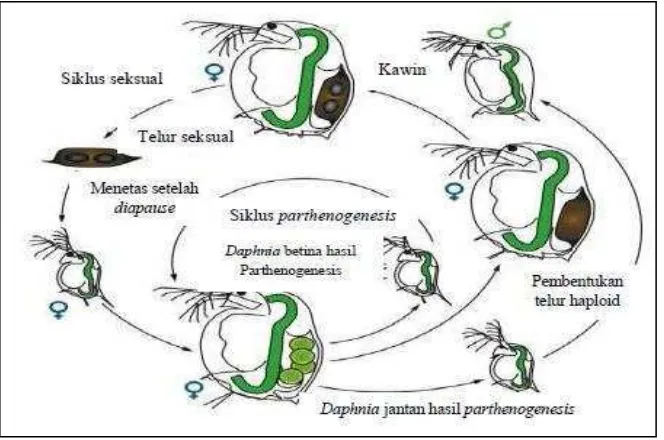Gambar 4. Siklus Hidup Dahpnia sp. (Clare, 2002) 