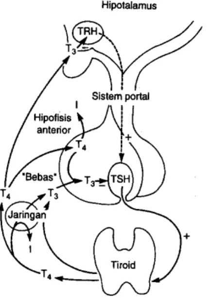 Gambar   3   .   Sumbu   hipotalamus-hipofisis-tiroid.   TRH  dihasilkan di hipotalamus mencapai tirotrop di hipofisis  anterior   melalui   sistem   portal   hipotalamus-hipofisis  dan   merangsang   sintesis   dan   pelepasan   TSH.Baik  hipotalamus   da