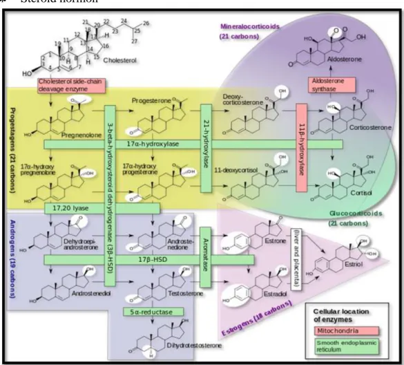 Gambar 14. Struktur Kortikosteroid 