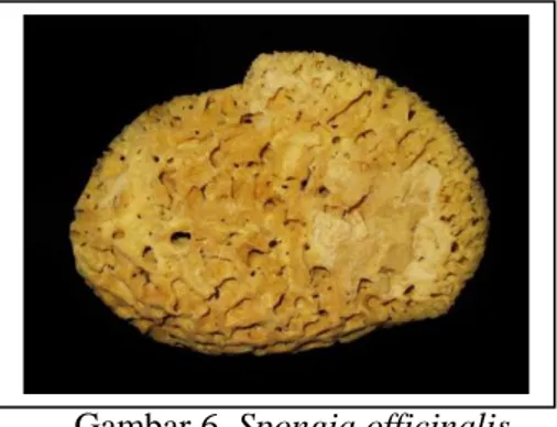 Gambar 6. Spongia officinalis 