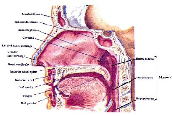 Gambar 1. Anatomi Faring  8