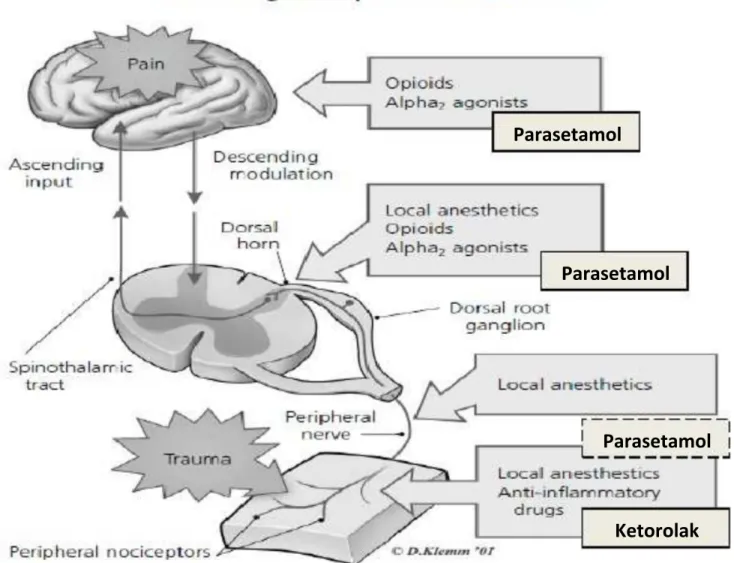Gambar 2.4-1. Pain Pathway 36  .