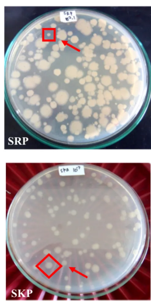 Gambar 3 Koloni bakteri formula biofilm A8 pada penyimpanan bulan ketiga. 