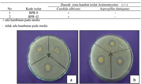 Gambar 2. Hasil uji aktivitas Actinomycetes sebagai antifungi terhadap Candida albicans                 a