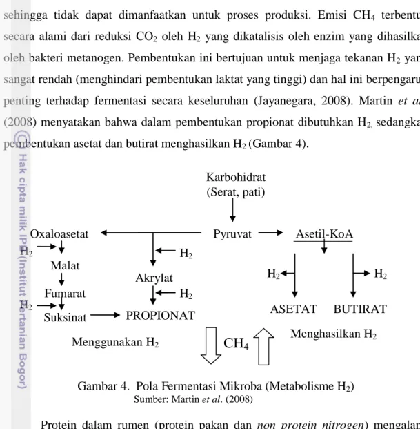 Gambar 4.  Pola Fermentasi Mikroba (Metabolisme H 2 )  