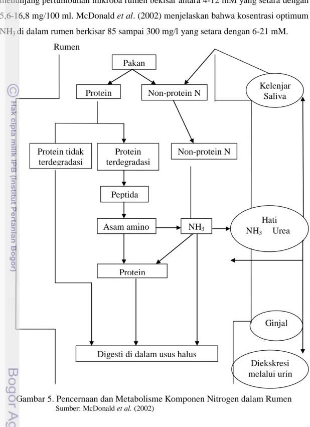 Gambar 5. Pencernaan dan Metabolisme Komponen Nitrogen dalam Rumen 