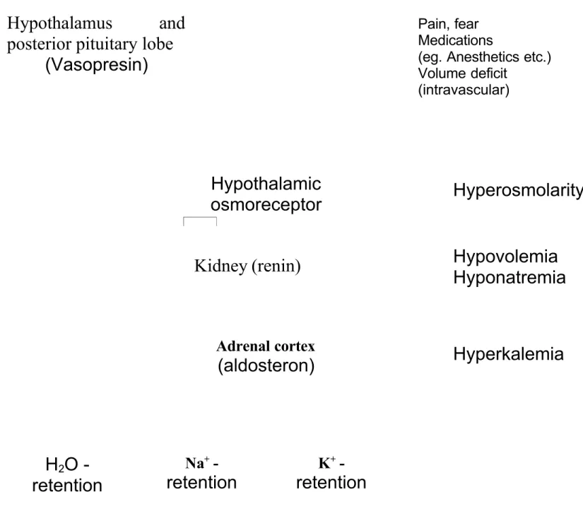 Fig. 1. Regulation in water -, Pottasium – and Sodium balance (acc, to schullis, K., Beisbarth, H)