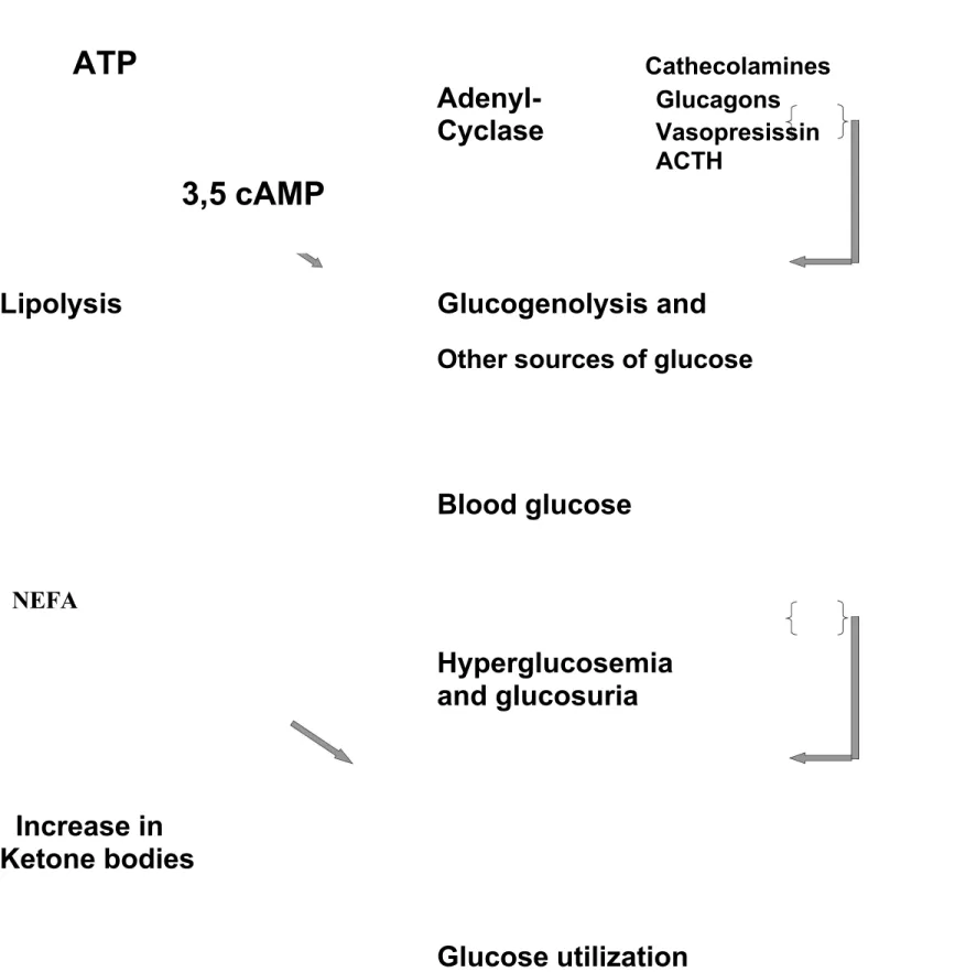 Fig. 3. The diabetic metabolis condition in post-stress metabolism (acc, to schullis, K., Beisbarth, H)