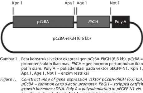 Figure 1. Construct map of gene expression vektor pCcBA-PhGH (6.6 kb).
